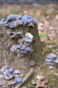 Close-up of mushroom growing on tree trunk