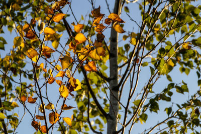 Low angle view of yellow tree against sky