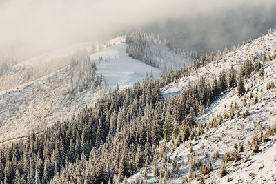 High angle view of forest in winter