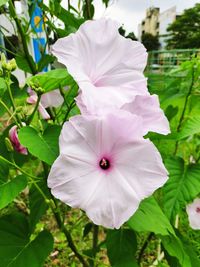 Close-up of white flowering plant