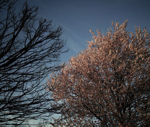 Low angle view of bare trees against blue sky