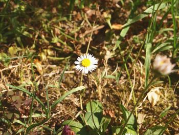 Close-up of yellow flower blooming on field