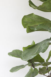 Close-up of plant over white background