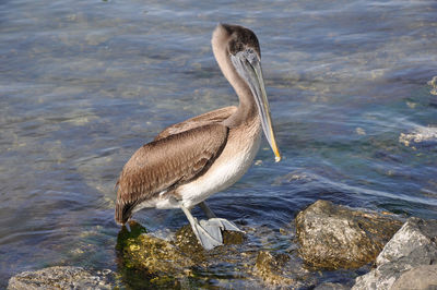 View of bird on rock in lake