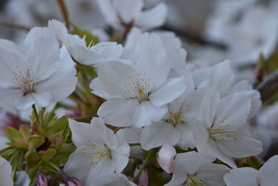 Close-up of white flowering plant