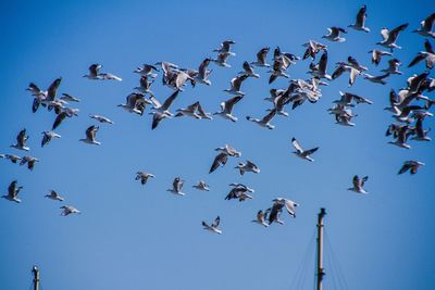 Low angle view of birds flying against clear blue sky