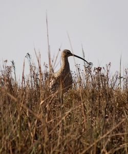 Close-up of bird perching on field against sky