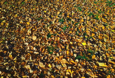 Full frame shot of autumnal leaves floating on field