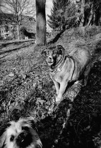 Portrait of dog on tree