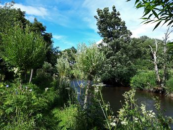 Scenic view of lake in forest against sky