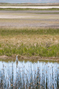 Bird in a lake