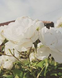 Close-up of white rose