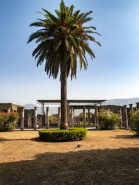 Coconut palm tree against clear sky