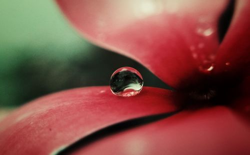 Close-up of water drops on red flower