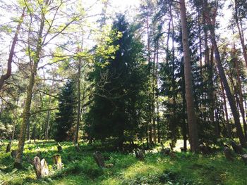 Trees in forest