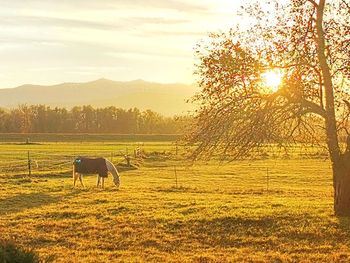 View of a horse on field during sunset