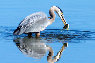 Close-up of duck in lake