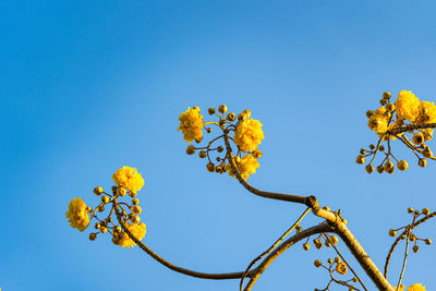 Low angle view of flowering plant against clear blue sky