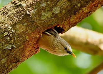 Close-up of bird perching on tree