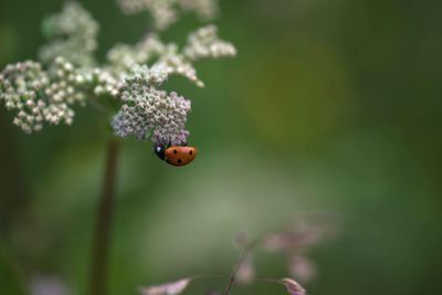 Close-up of ladybug on flower