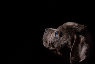 Close-up of animal eye over black background