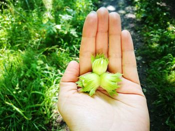 Close-up of hand holding fruit