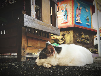 Cat resting on a wall