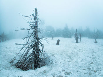 Trees on snow covered landscape