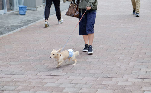 Low section of people with dog on street