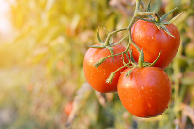 Close-up of wet red tomatoes growing at farm