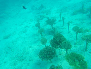 Fishes swimming in sea