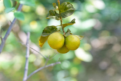 fruit