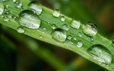 Close-up of water drops on leaf