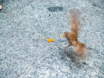 High angle view of a dog on road