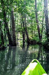 Scenic view of lake amidst trees in forest