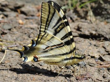Close-up of butterfly on field