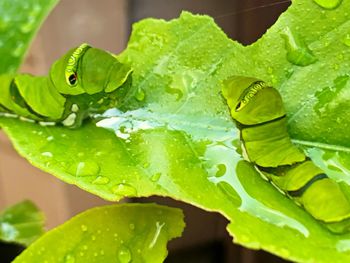 Close-up of wet green leaves