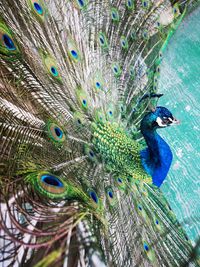 Close-up of peacock