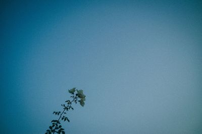 Low angle view of plant against blue sky