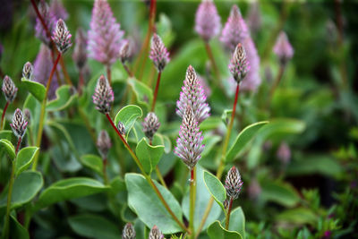 Close-up of purple flowering plant