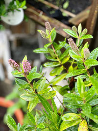 plant