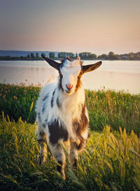 Sheep standing on field