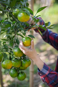 Close-up of hand holding berries growing on tree