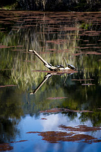 View of bird flying over lake