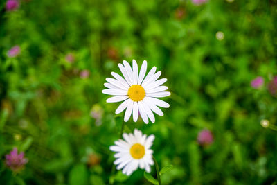 Close-up of white cosmos blooming outdoors