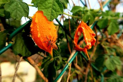 Close-up of red flower