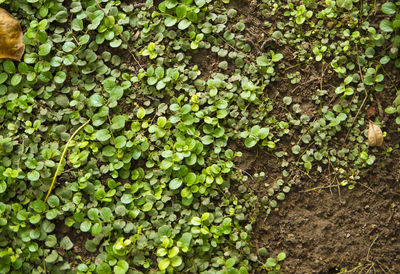 High angle view of ivy growing on field