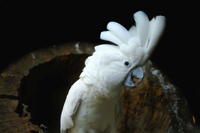 Close-up of a parrot