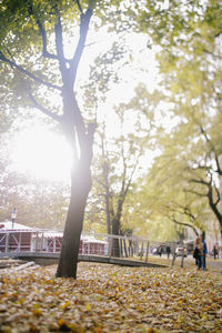 Sun shining through trees in park