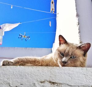 Cat lying on the ground